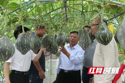 衡陽縣吃瓜群眾事件始末,一場網絡輿論的風波與反思