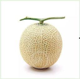 吃瓜群眾折扇,夏日納涼，品味生活小確幸