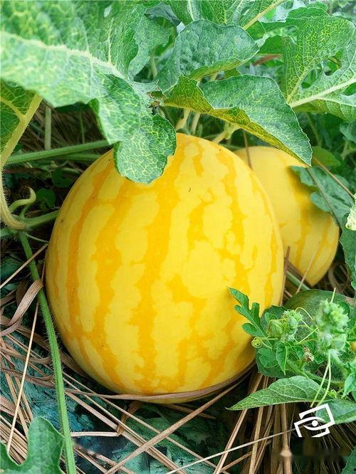 南海吃瓜群眾是誰(shuí),網(wǎng)絡(luò)熱詞背后的故事與影響